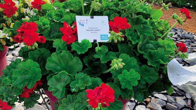 Pelargonium Toscana® GalaxyTM Dark Red ©P.Fayolle